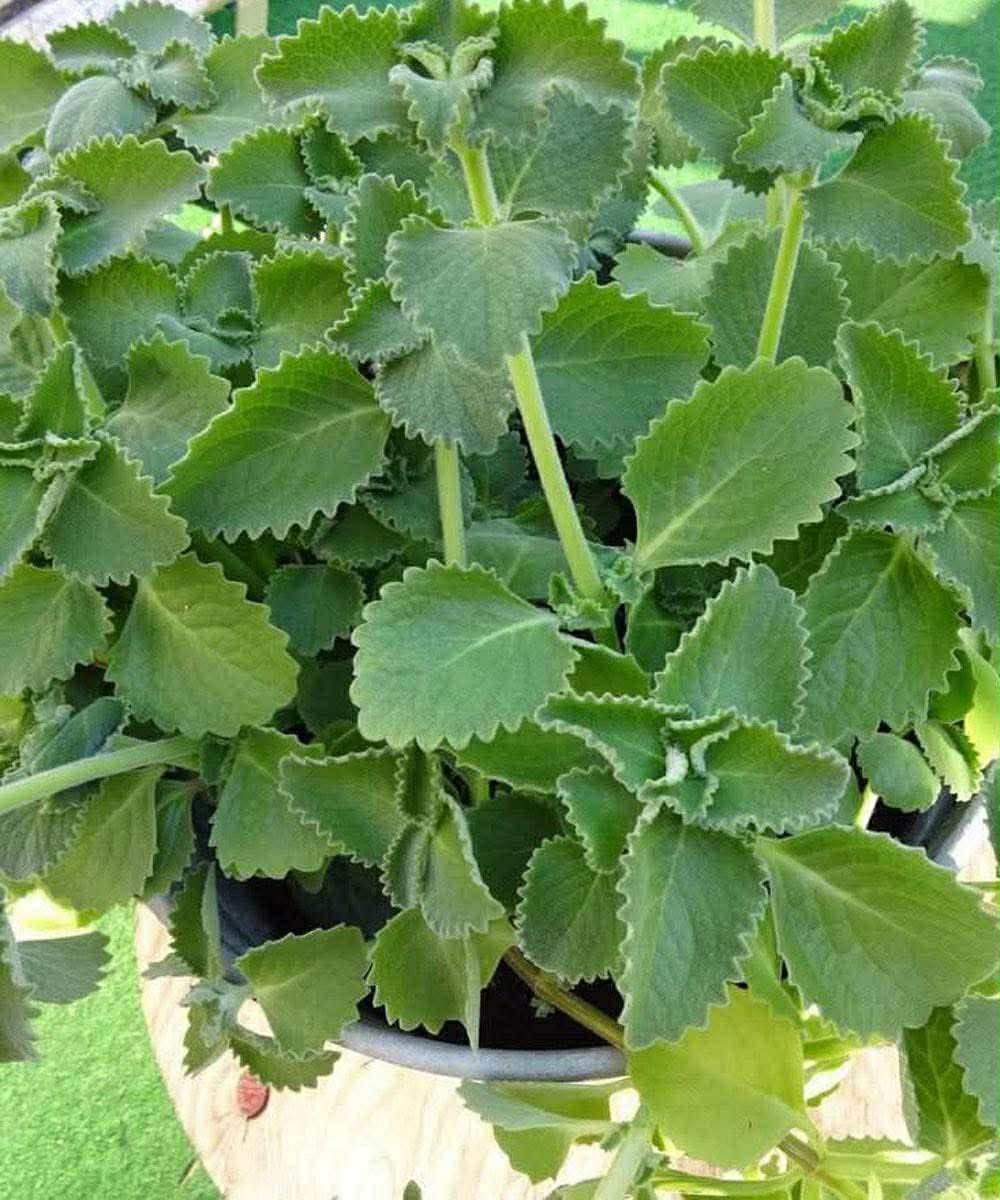 It is among the most powerful plants!