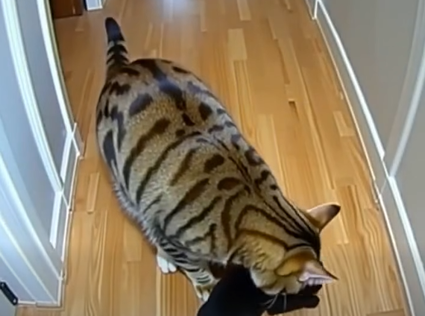 After my cat brought home puppies from who knows where, a policeman knocked on the door!